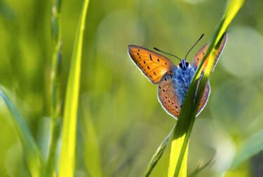 Macro Photography by Jeremy Ducrot. He shares his tips for getting started with macro photography for Nikon's magazine.